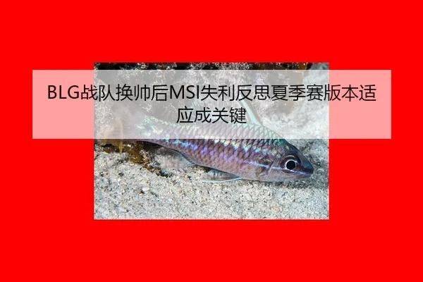 BLG战队换帅后MSI失利反思夏季赛版本适应成关键
